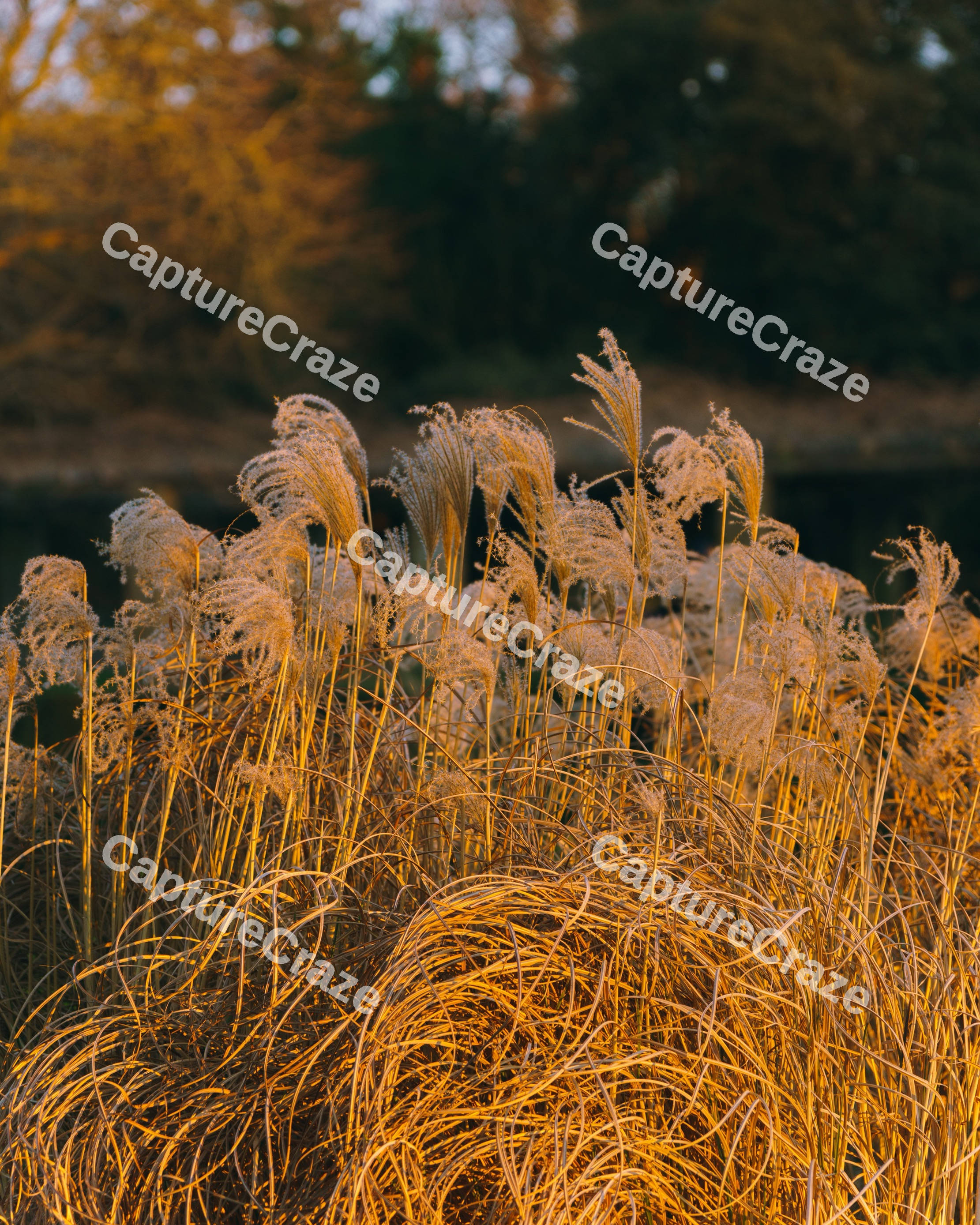 Reeds